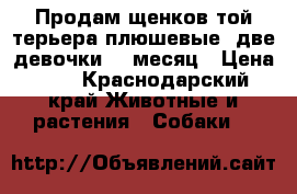 Продам щенков той терьера плюшевые, две девочки, 1 месяц › Цена ­ 1 - Краснодарский край Животные и растения » Собаки   